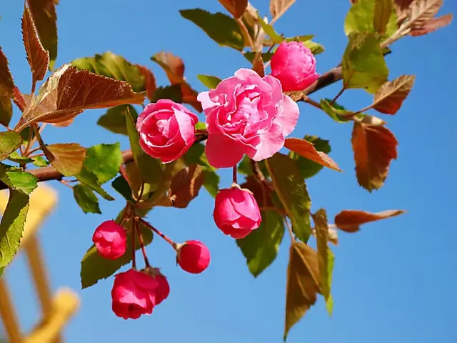 白兰地海棠的养殖方法，白兰地海棠～一种让人惊艳的海棠花