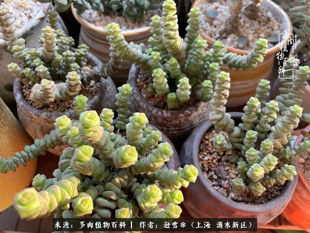 多肉植物图片，感恩相遇，余生相互关照（若绿多肉植物图片）