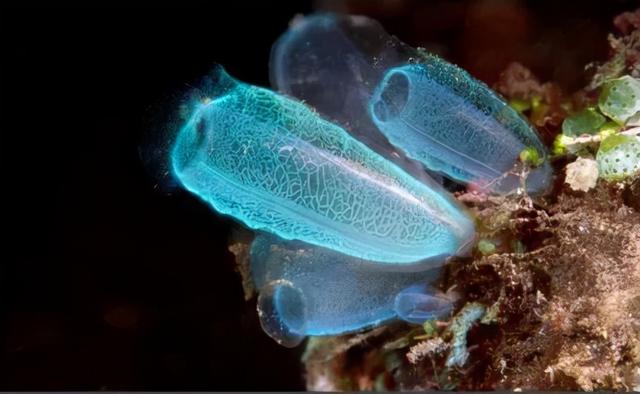 宇宙进化系统，为什么只有人类进化出高度发达的大脑