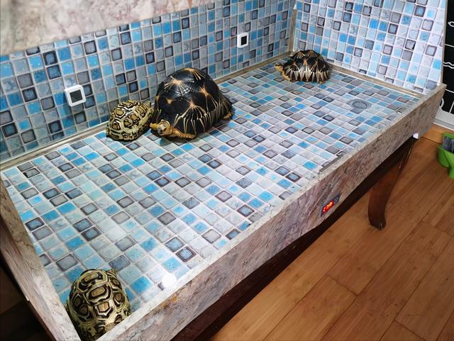 【犀牛鬣蜥】犀牛鬣蜥及其他品种鬣蜥介绍，犀角美洲鬣蜥（富阳水果店店主偷养10只濒危爬宠）