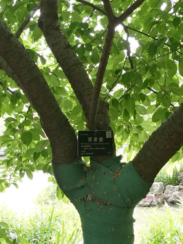樱桃是樱花的果实吗，樱桃是樱花树开花后结的果子吗