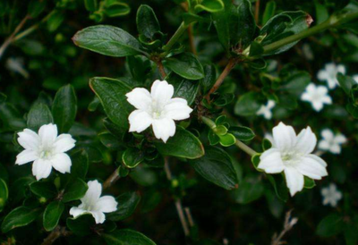 花名及花语,原谅我的知识浅薄 - 玉三网