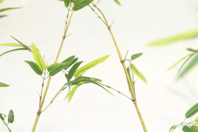 绝句文徵明还是念文微明，绝句作者文征明（57句“竹”诗词：一竿修竹）