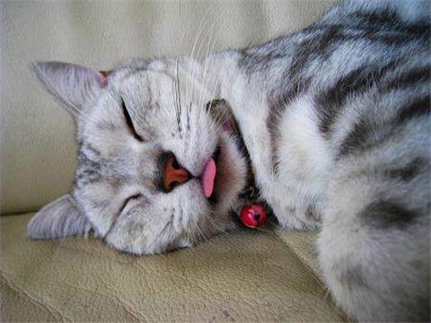 猫一直吐舌头后面死了(猫咪吐一小截舌头)