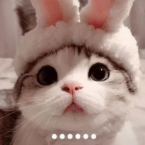 猫的灵性有多强，猫界最有灵性的四种猫（一只猫可以多有灵性）