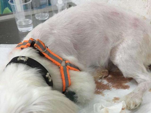 母狗生小狗有什么前兆，母狗生小狗前有什么症状（我家母狗好像怀孕了）
