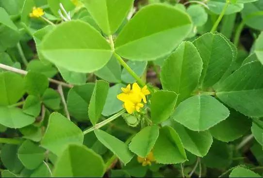 南京春季的野菜有哪些，南京野菜图片大全（春天南京人超爱吃的野菜当属“七头八脑”）