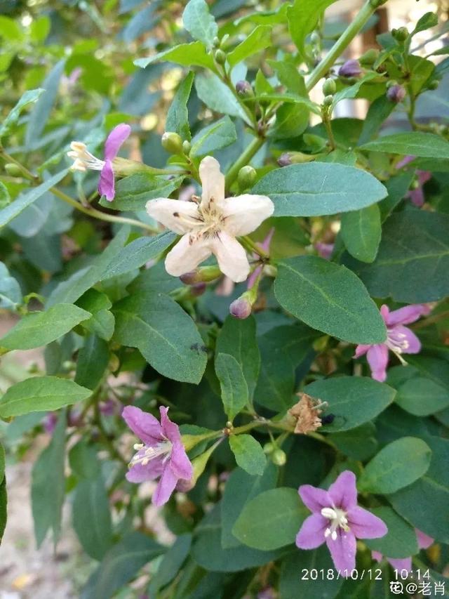 不锈钢盆可以放烤箱吗，烤箱里可以放不锈钢盆吗（10种花最养人）