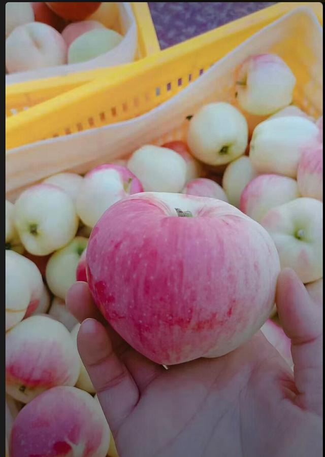 什么是早熟苹果，什么苹果成熟早（早熟苹果上市了）