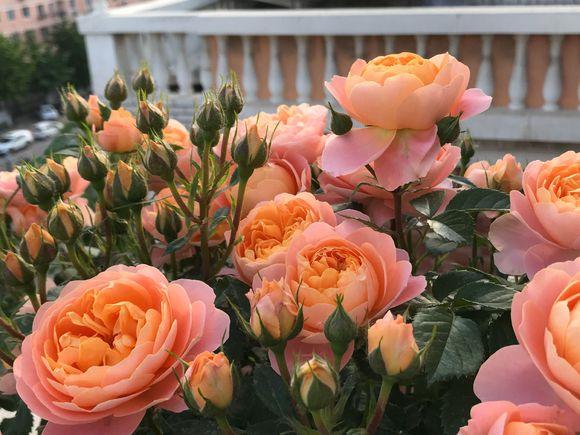 月季移栽最佳时间，月季几月份移栽最好（换一盆爆一盆）