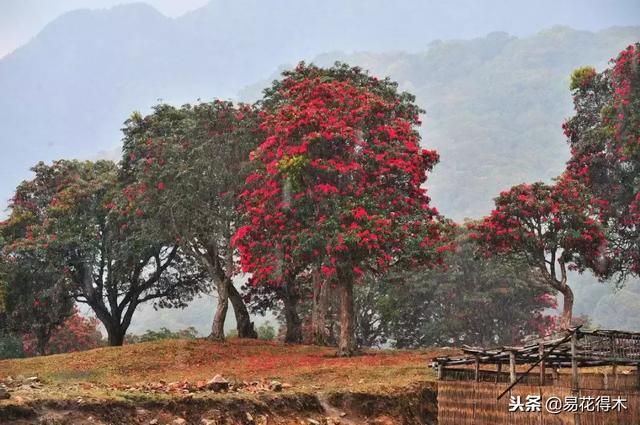 关于马缨杜鹃花，马缨杜鹃花下山桩（马缨杜鹃花的鉴赏以及栽培养护）