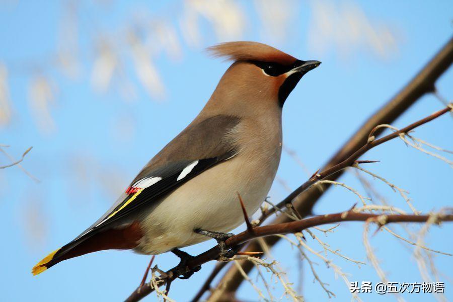 斑胸草雀多少钱一只(新野保名录来了) - 价格百科