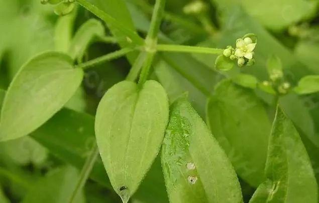 紅梗竹菜什麼樣,紅竹菜是什麼樣子的(路邊常見野生中草藥3)