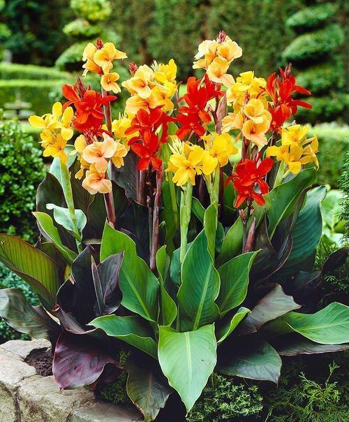 美人蕉（美人蕉花），秋天的美人蕉尤其美艳（美人蕉花色）