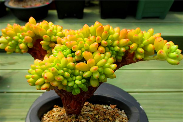 八千代多肉怎么养，八千代多肉怎么养成妖娆桩（多肉八千代养护“3妙招”）