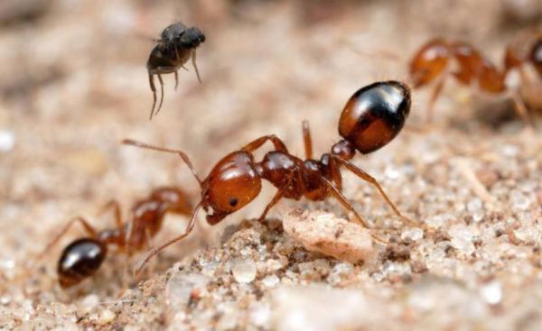 红火蚁怎么消灭，红火蚁的防治方法（一锅端消灭红火蚁配方）