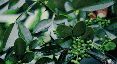 螨虫最怕的土办法，家里老人小孩老过敏
