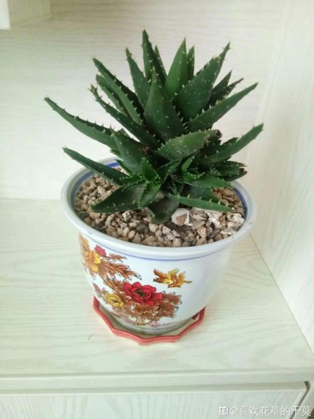 吸收甲醛的植物，哪种植物具有吸收甲醛的功能（净化空气最厉害）