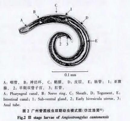 田螺吃哪个部位示范图，田螺的吃法吃那个部位（可能会感染中枢神经）