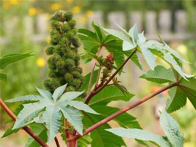 家里有鼻涕虫怎么消灭，鼻涕虫怎么彻底消灭（自制天然杀虫水）