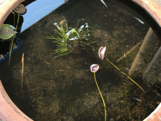 如何栽种荷花，荷花怎么种植方法家养（做好4点，在家养也能开得旺）