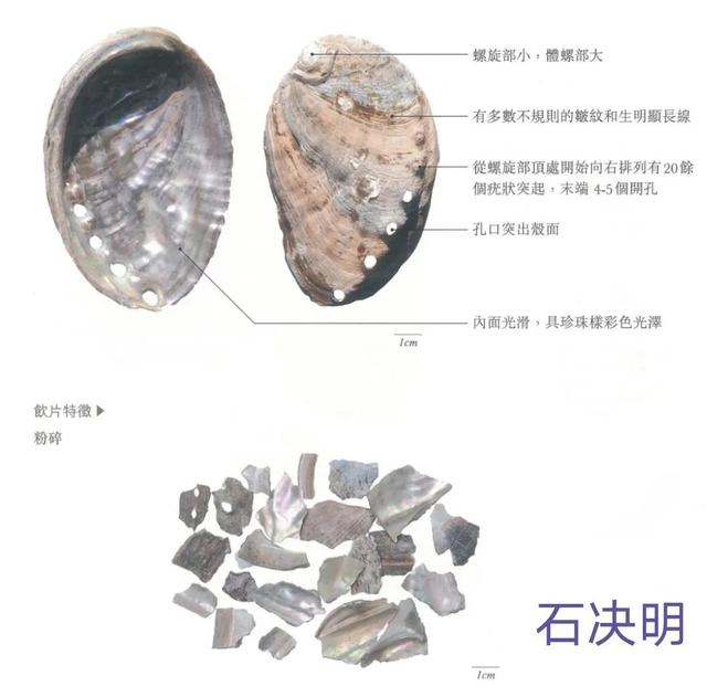 生石决明的功效与主治，石决明的功效和作用（中药古今研究：石决明）