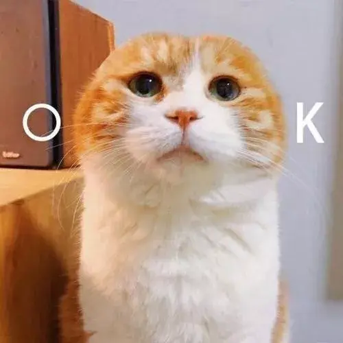 猫咪可以喝温水吗，猫咪能喝煮开的水吗（天冷了，猫咪也要多喝热水）