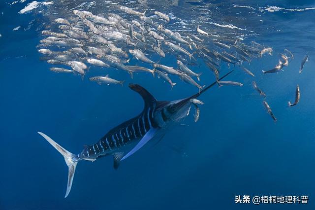 一对游泳的鱼，盘点游速最快的十种鱼（一条水里游泳的鱼）