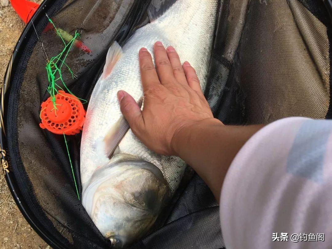 自制钓花鲢鱼饵料配方(做法超级简单的鲢鳙饵料) - 去钓鱼