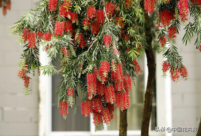 红千层的花语是什么，白千层的花语是什么（红千层的花色彩艳丽）