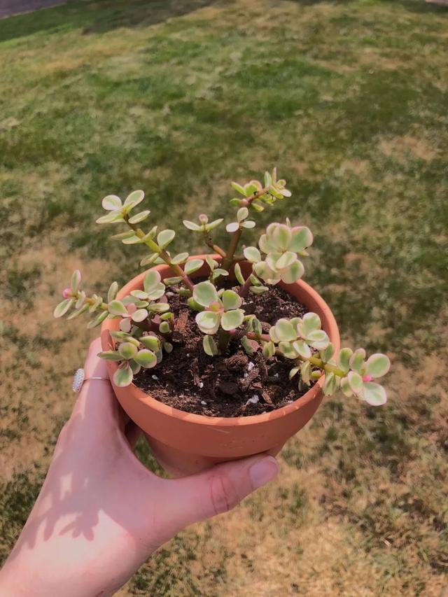 金枝玉叶植物，金枝玉叶养护（金枝玉叶养护全指南）