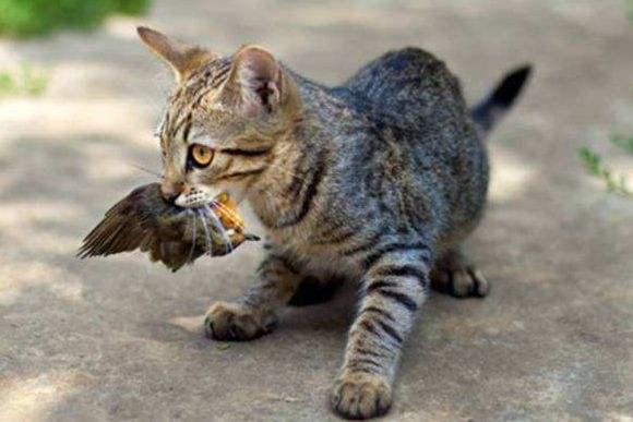 猫咪讨厌你的表现，猫咪讨厌你的五个表现（猫咪出现这6种“现象”）