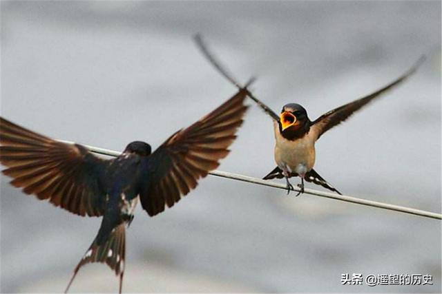 家里出现蜘蛛是福是祸，灭蜘蛛最有效的方法（俗语说：“宅子出现三喜”）