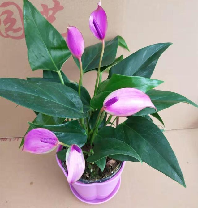 秋天开的花有哪些，秋天开花的花10种花是什么（200天都开花）