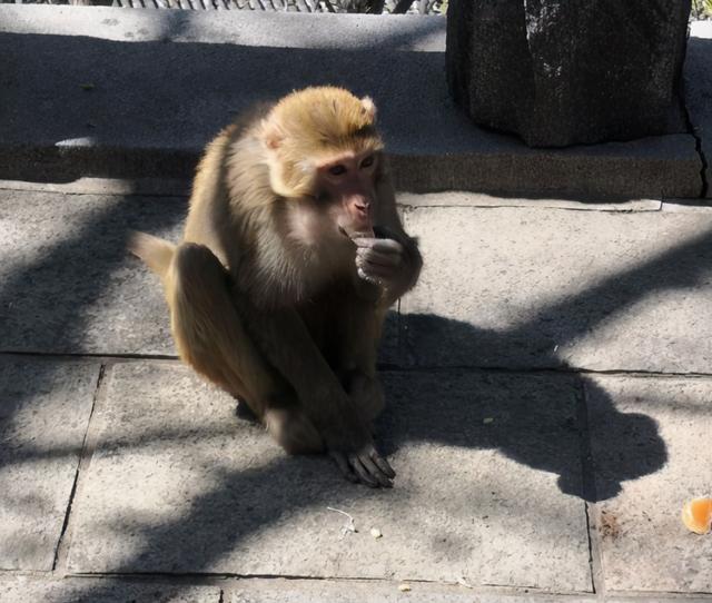 花果山旅游攻略，花果山景区在哪里（一生建议游玩的一个景点）