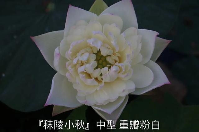 海尔芙拉的花期，海尔芙拉花苞（最能代表夏天的植物——碗莲、睡莲）