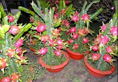 火龙果种植方法，能吃能观赏的火龙果，如何盆栽