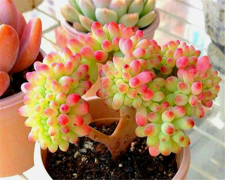 多肉乙女心养护新方法,化整为零,养成果冻色大老桩