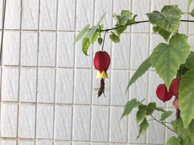 鸟尾花的繁育管理，鸟尾花 花期（30种耐阴花）