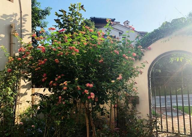 庭院适合种的果树有哪些 庭院种什么果树风水好又旺财，庭院适合种的果树有哪些（院子里养4种果树）