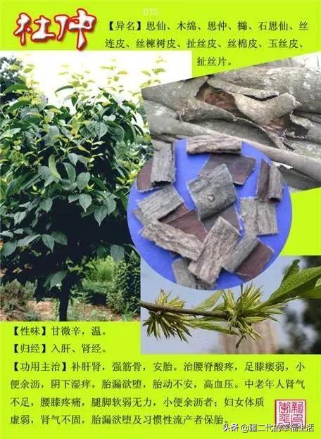 常见中草药图谱，中草药经典图谱（让你知道常用药都长啥样）