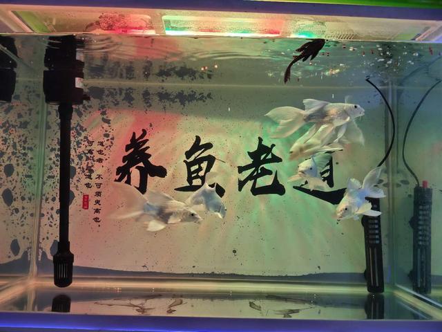 如何使用泥瓦缸养鱼，养鱼的泥瓦盆（根本不懂得硝化细菌一说）