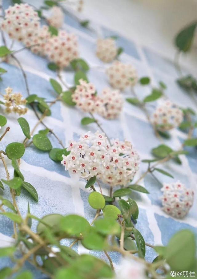 马蹄莲花期有多长，马蹄莲 花期（这花连开10个月）