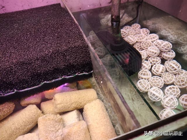 黄褐藻怎么去除，怎样清除褐藻（鱼缸爆褐藻的详细原因）