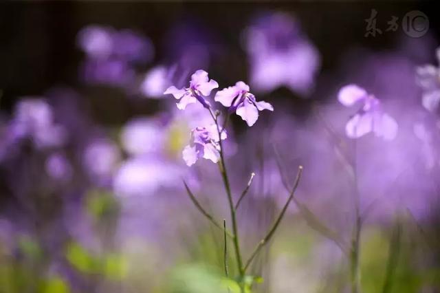 流芳千古的意思，千古流芳的意思是什么（每日一字：芳）
