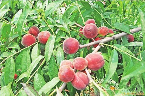 桃树怎么嫁接容易成活，桃树的嫁接时间及嫁接注意事项