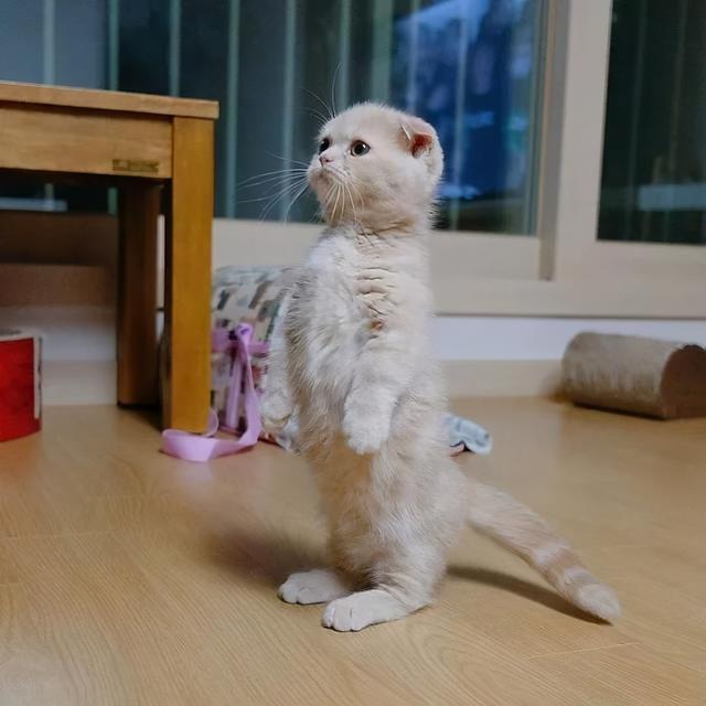 折耳猫的时候,都会被它的样子萌化,折耳猫圆圆的眼睛,耷拉着的小耳朵