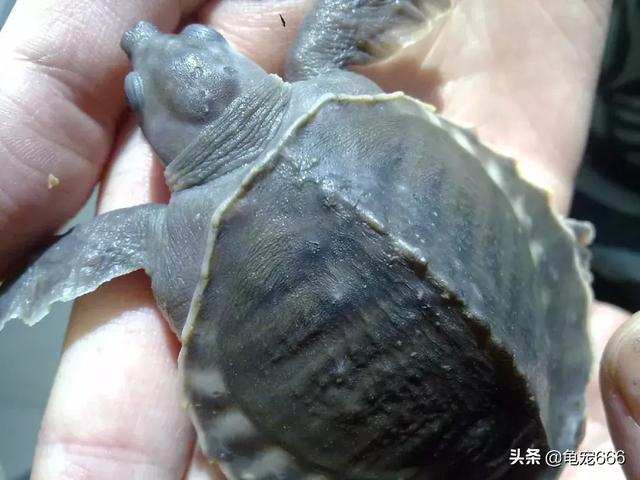 乌龟眼睛有层白色的膜，怎么预防乌龟眼睛长白膜（千万不要小看龟龟身上患有的这些白点）