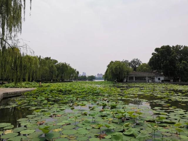 夏雨荷大明湖畔在哪里，大明湖畔的夏雨荷在哪个城市（快来跟“夏雨荷”见个面）