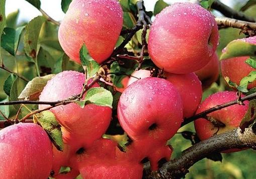 威海野生刺参，威海的六大特产你吃过后